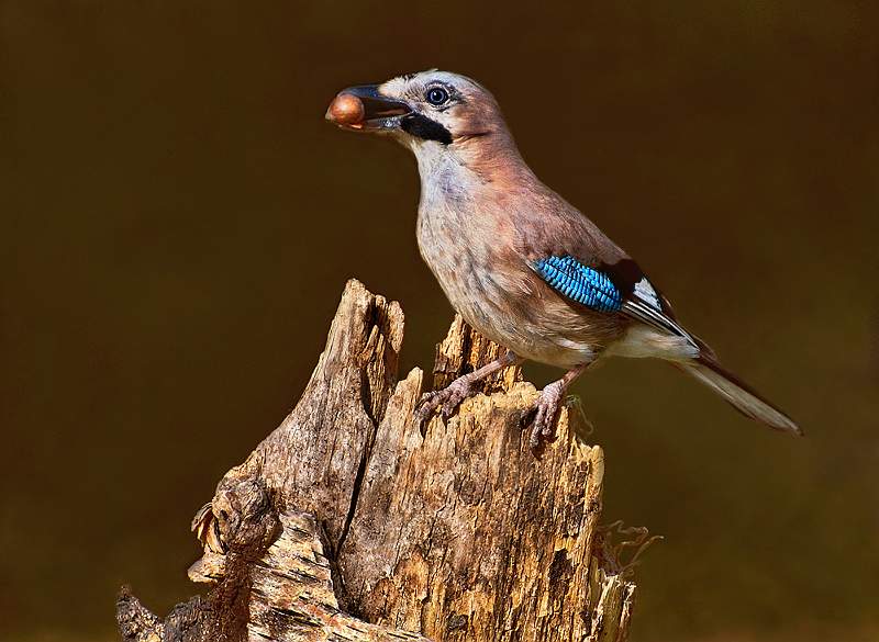 Jay With Chestnut.jpg